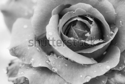 Fototapeta Róża z bliska