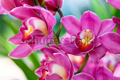 Fototapeta Różowe orchidee z ogrodu