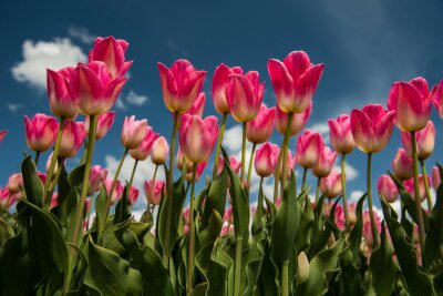 Fototapeta Różowe tulipany na tle nieba