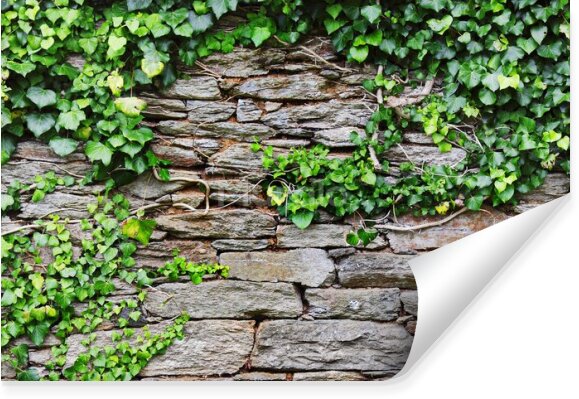 Fototapeta Ściana z kamieni zielone liście