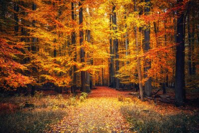 Fototapeta Ścieżka w parku jesienią