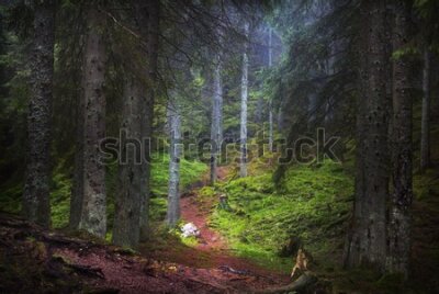 Fototapeta Ścieżka w pięknym lesie