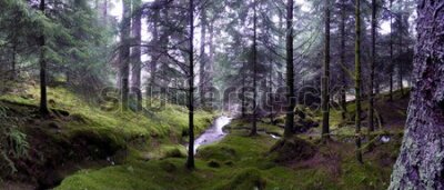 Fototapeta Strumyk w lesie
