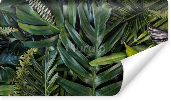 Fototapeta Stylowe tropikalne liście hawajskie