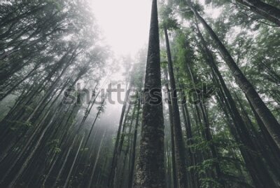 Fototapeta Szczyty drzew we mgle