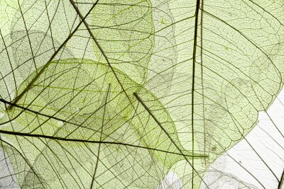 Fototapeta Tekstura zielonego liścia