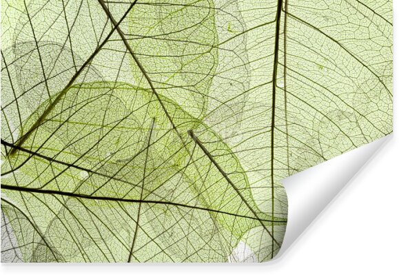 Fototapeta Tekstura zielonego liścia