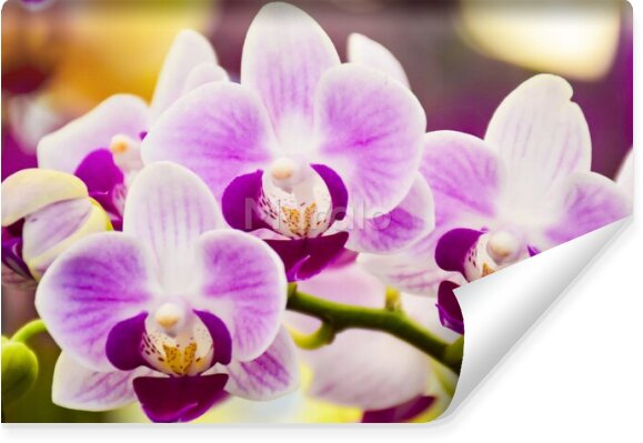 Fototapeta Tropikalna Orchidea
