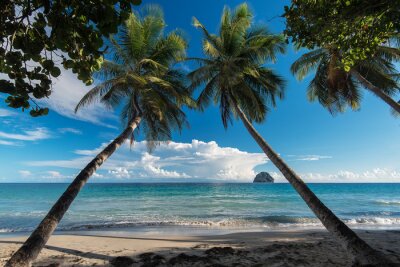 Fototapeta Tropikalna plaża pod palmami