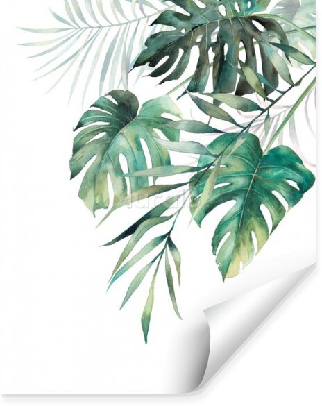 Fototapeta Tropikalne liście monstera i palmowe zielone gałęzie