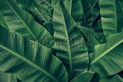 Fototapeta Tropikalne liście retro