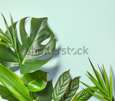 Fototapeta Tropikalne rośliny na niebieskim tle