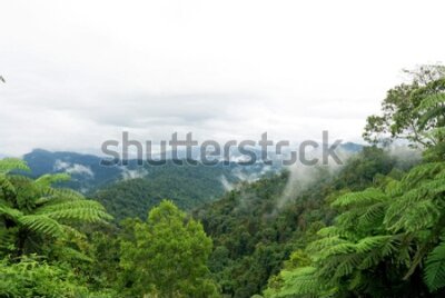Fototapeta Tropikalny las deszczowy we mgle