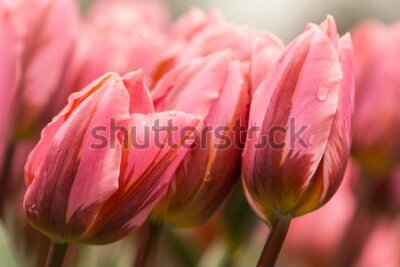 Fototapeta Tulipany z kroplami deszczu