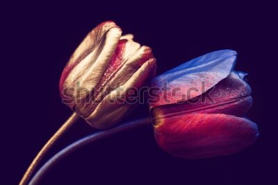Fototapeta Tulipany ze złotymi elementami