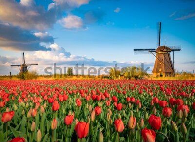 Fototapeta Wiatraki na polu tulipanów