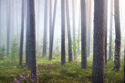 Fototapeta Widok wnętrza lasu we mgle