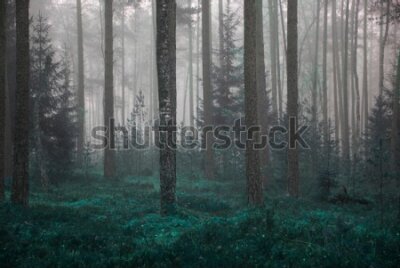 Fototapeta Widok z lasu we mgle