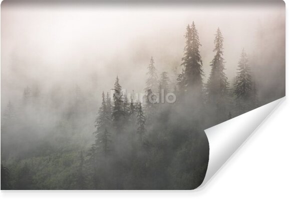 Fototapeta Wieczorny las we mgle