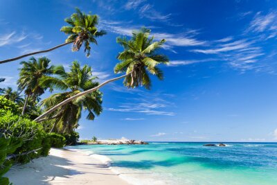 Fototapeta Wielkie palmy na plaży