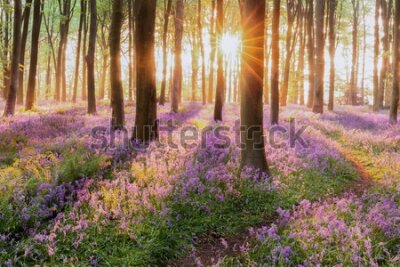 Fototapeta Wschód słońca w kolorowym lesie