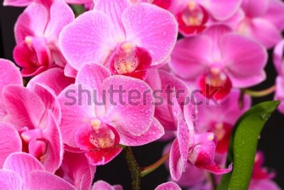 Fototapeta Wyraziste różowe orchidee
