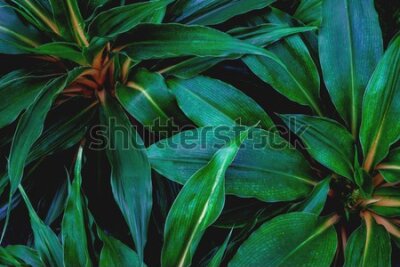 Fototapeta Zielone egzotyczne liście