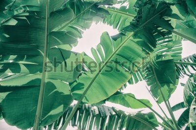 Fototapeta Zielone liście banana