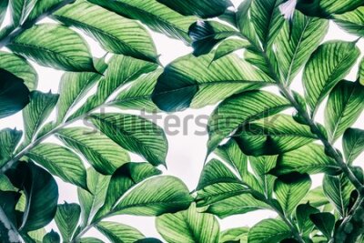 Fototapeta Zielone liście na białym tle