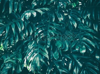 Fototapeta Zielone liście w dżungli