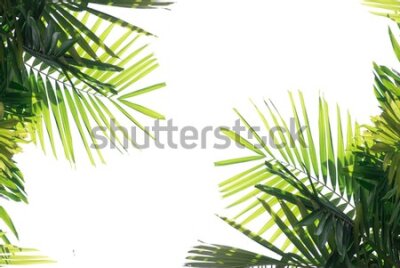 Fototapeta Zielone rośliny tropikalne w słońcu