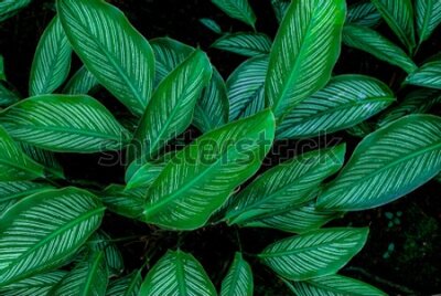 Fototapeta Zielono-białe liście tropikalne