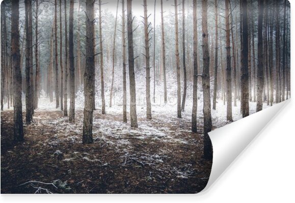 Fototapeta Zimowy las pokryty mgłą