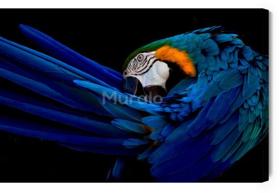 Obraz Artystyczna fotografia papugi
