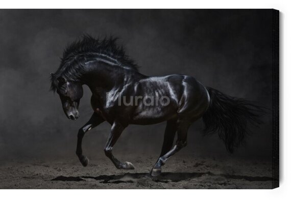 Obraz Czarny koń w galopie