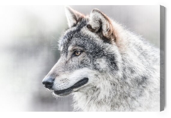 Obraz Do sypialni portret wilka zwierzę 3d