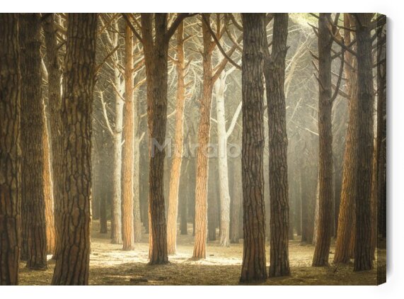 Obraz Drzewa w toskańskim lesie
