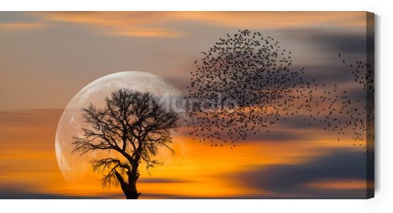 Obraz Drzewo na tle księżyca w pełni