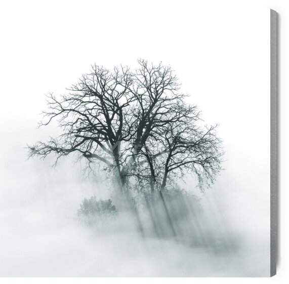 Obraz Drzewo we mgle o poranku