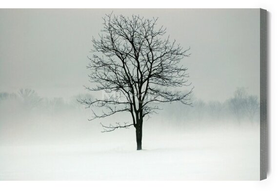 Obraz Drzewo we mgle zimą