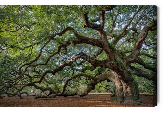 Obraz Duże drzewo w Karolinie Południowej