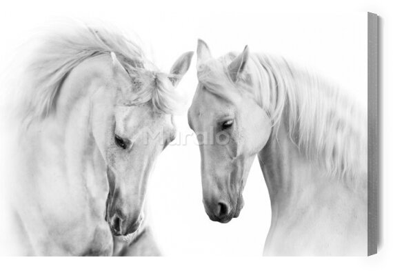 Obraz Dwa białe konie