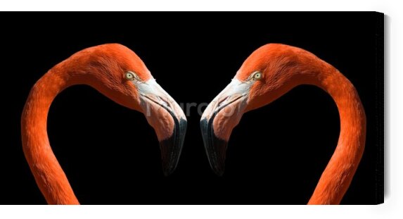 Obraz Dwa flamingi