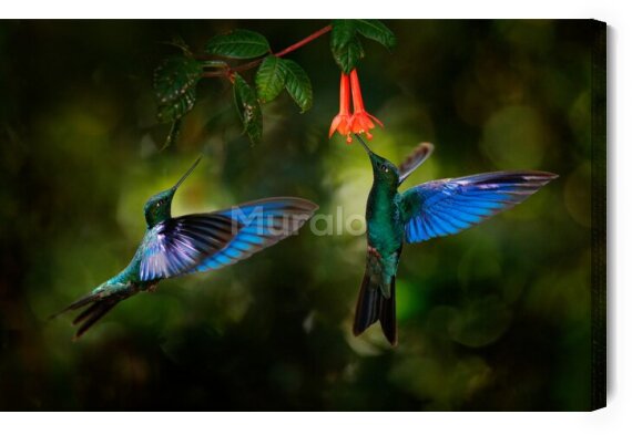 Obraz Dwa kolibry