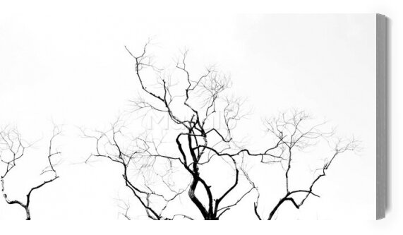 Obraz Gałęzie drzewa czarno-białe