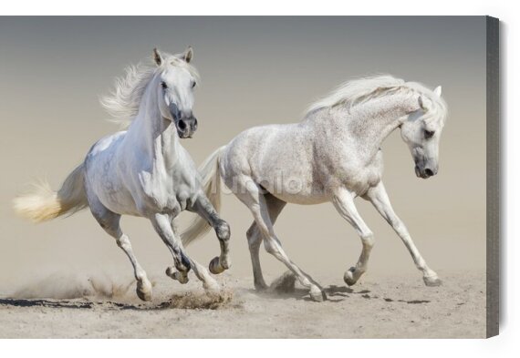 Obraz Galopujące białe konie