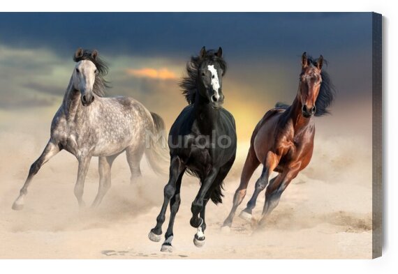 Obraz Galopujące konie na pustyni efekt 3d