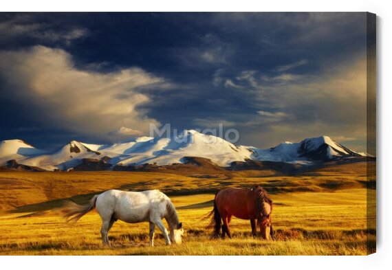 Obraz Górski krajobraz i konie