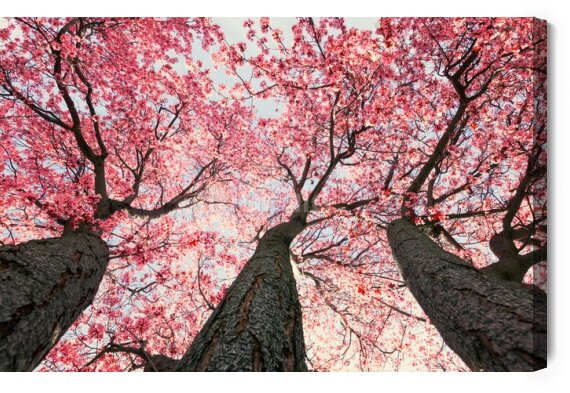 Obraz Kwitnące drzewa wiśni wiosną