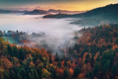 Mgła nad jesiennym lasem